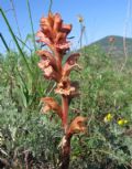 Orobanche teucrii